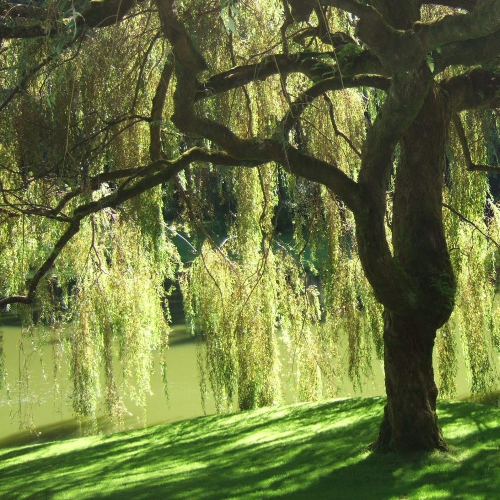 Meet your Posher, Great Willow Clothing!
